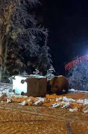 Ayılara kar topu attılar