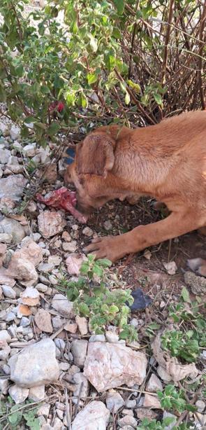 Antalyada 4 yavru köpeğin kulak ve kuyruklarını kestiler