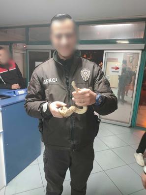 Kafeye mısır yılanı ile gitti; 11 bin 977 TL ceza yedi