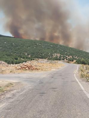 Gaziantepte çıkan orman yangını kontrol altında