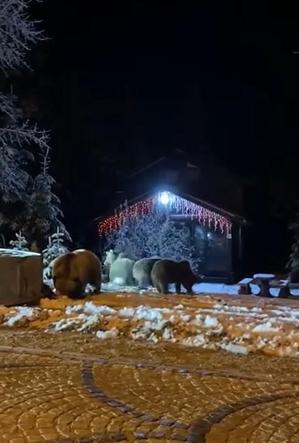 Ayılara kar topu attılar