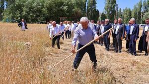 Binali Yıldırım, geleneksel ‘Harman Şenliği’nde tırpanla ekin biçti
