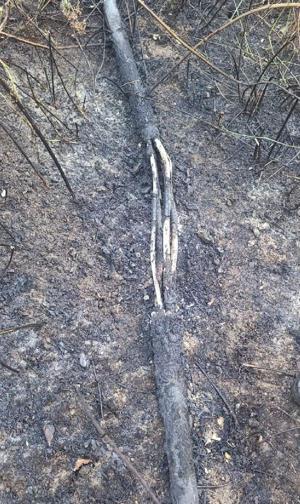 Yalovada mangal ateşi, yangına neden oldu