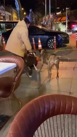 Bebekte ağızlıksız gezdirilen pitbull dubaya saldırdı; sahibine 76 bin lira ceza kesildi