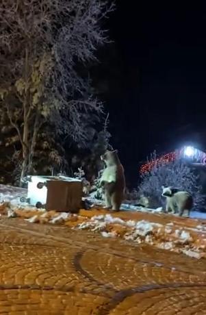 Ayılara kar topu attılar