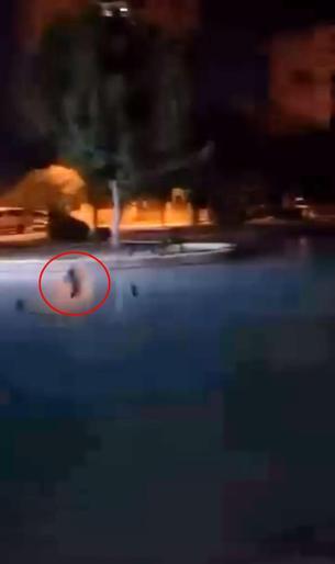 Sokak kedisini defalarca süs havuzuna attılar