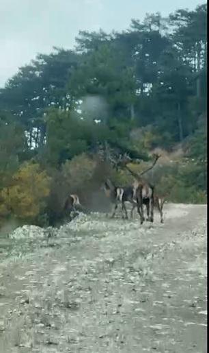 Geyik sürüsü yola indi