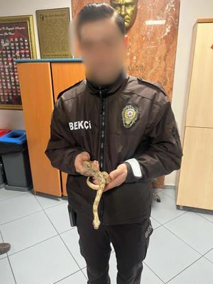 Kafeye mısır yılanı ile gitti; 11 bin 977 TL ceza yedi