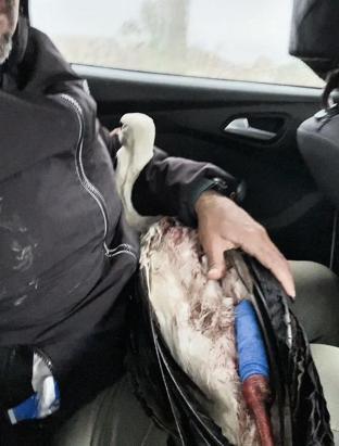 Göç yolundaki leylek tüfekle vuruldu