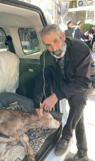 Buzağısının serumu bitene kadar başından ayrılmadı, uzun hava okudu