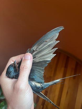 Yaralı ebabil ve kırlangıçlar, tüy implantasyonu ile doğaya döndürülüyor