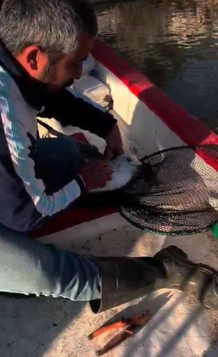 Gagasına iğne batıp, misinaya dolanan martı kurtarıldı