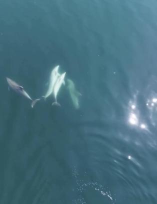 Bartın’da yunuslar cep telefonuyla görüntülendi