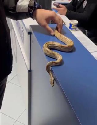 Kafeye mısır yılanı ile gitti; 11 bin 977 TL ceza yedi