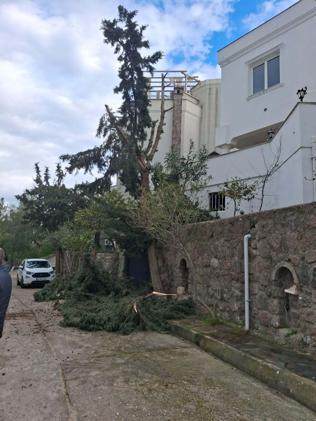 Ağaç budamak için çıktığı duvardan düşüp öldü, kendisinden yardım isteyen kişi tutuklandı