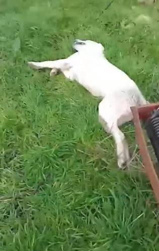 Bahçesine giren sokak köpeğini tüfekle vurup öldürdü