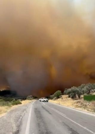 İzmirde çıkan orman yangını kontrol altında; 4 gözaltı