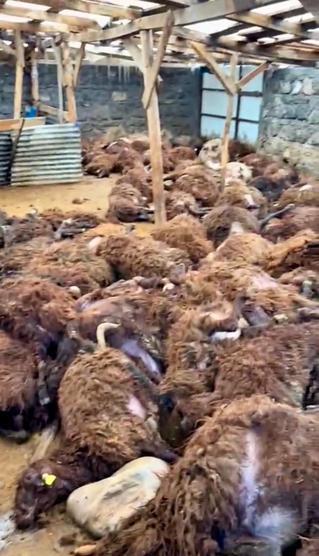 Sisli havada köye inen kurt, ağıldaki 200 koyunu öldürdü