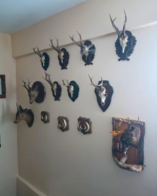 Tekirdağda tahnit ve trofelerden oluşan 40 parça ele geçirildi