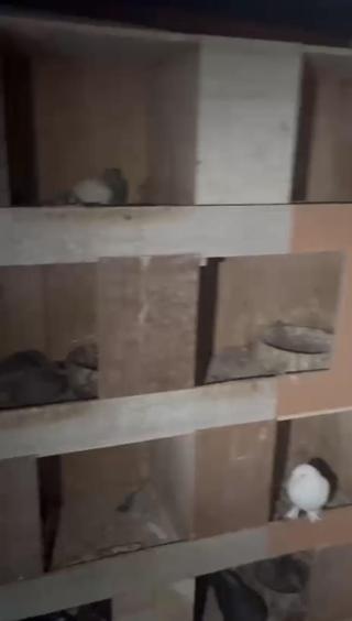 Kağıthane’de kuş kümesine uyuşturucu operasyonu: Teraziyi fazla yem vermemek için kullanıyorum