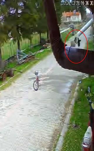 Evinin önünde oynayan çocuğa eşek saldırdı; o anlar kamerada