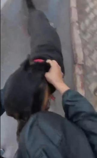 Ağızlıksız dolaştırılan köpek 2 kişiyi yaraladı; o anlar kask kamerasında