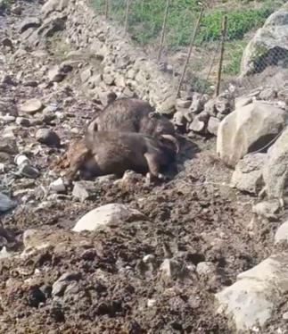 Kuvvetli rüzgar nedeniyle kopan elektrik telinin üzerlerine düştüğü 2 inek öldü