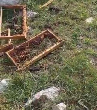 Yaylaya inen ayı, arı kovanlarını parçaladı