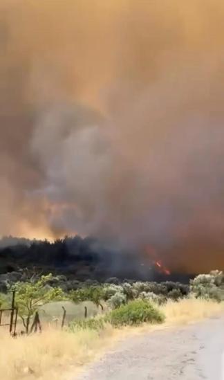 İzmirde çıkan orman yangını kontrol altında; 4 gözaltı