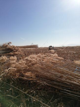 Sultan Sazlığı Milli Parkı’nda çakal görüntülendi
