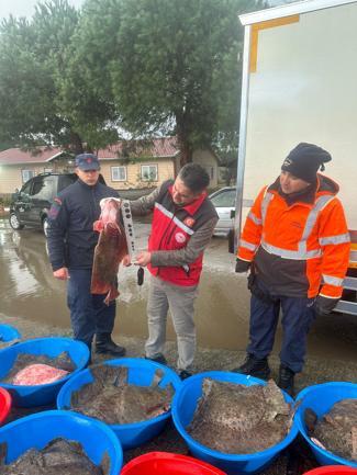 Kandıra’da yasa dışı avlanan 500 kalkan balığı ele geçirildi