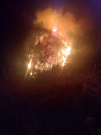 Nazillide orman yangını büyümeden kontrol altına alındı