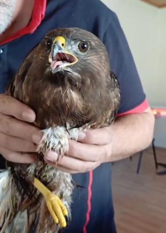 Giresun’da yaralı bulunan şahin, koruma altına alındı