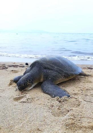 Kuşadasında ölü 3 yeşil deniz kaplumbağası sahile vurdu