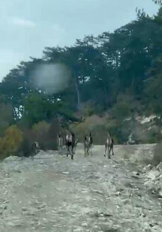 Geyik sürüsü yola indi