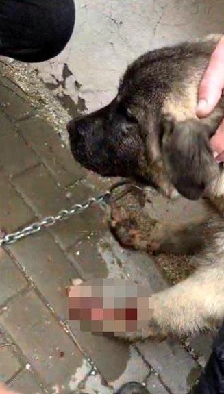 Kamyonete bağlanarak sürüklenen köpek kurtarıldı