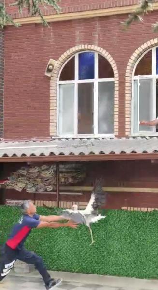 Verandadan düşen tek ayağı olmayan leyleği itfaiyeci havada yakaladı