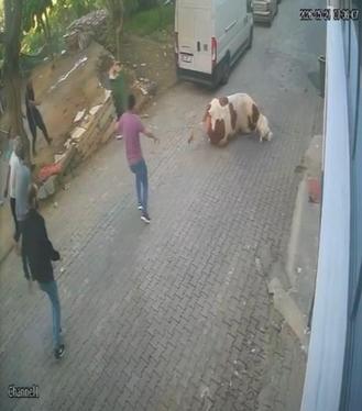Kesilmek üzereyken kaçan boğa güçlükle yakalandı; o anlar kamerada