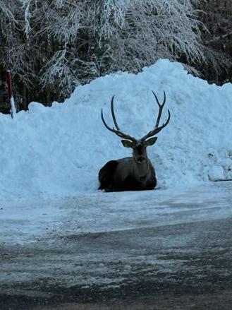 Karla kaplanan Kuzu Yayla Tabiat Parkında kızılgeyik görüntülendi