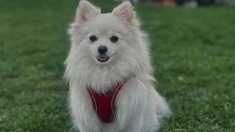 Kayıp köpeği Şeker'i bulana 50 bin lira ödül verecek