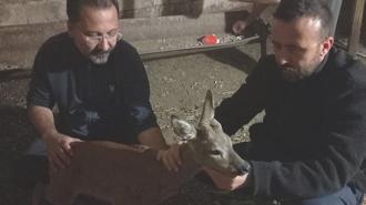 Gaziantep’te köpeklerin saldırdığı karaca tedaviye alındı