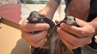Tedavi edilen ebabiller doğaya salındı