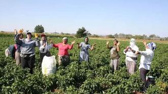 Edirne'de oyun havaları eşliğinde 'acı biber' hasadı