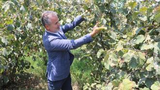 YRP’li Kılıç: Fındığın kilosu 6 dolar ya da 250 TL üzerinde olmalıdır