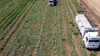 Tekirdağ'da Türkmenli Göleti'nde su seviyesi düştü, karpuz ekimi azaldı