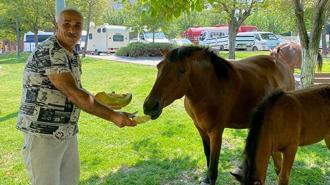 Yılkı atları kent merkezine indi, pazarcılar kavun ve karpuz ile besledi