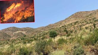 Marmaris'te yanan alanlar yeniden yeşillendi