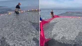 İznik Gölü'nde tek seferde 21 ton gümüş balığı yakalandı