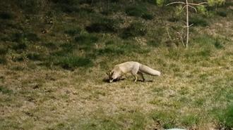 Bitlis'te kent merkezinde yiyecek arayan tilki kamerada