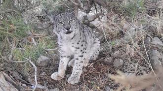 Van'da nesli tehlike altında olan vaşak görüntülendi